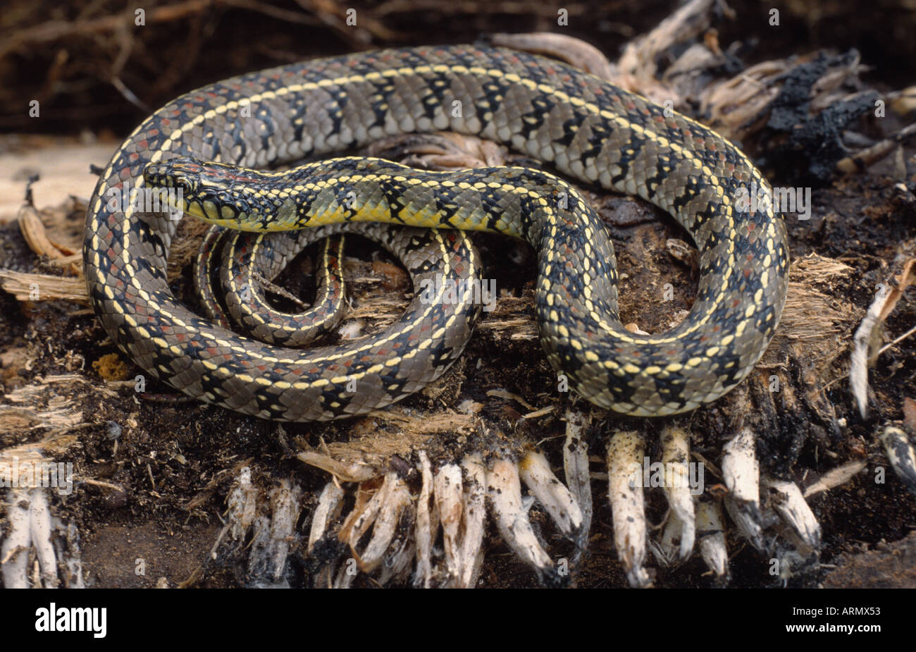 Strana terra snake (Liophis anomalus) Foto Stock