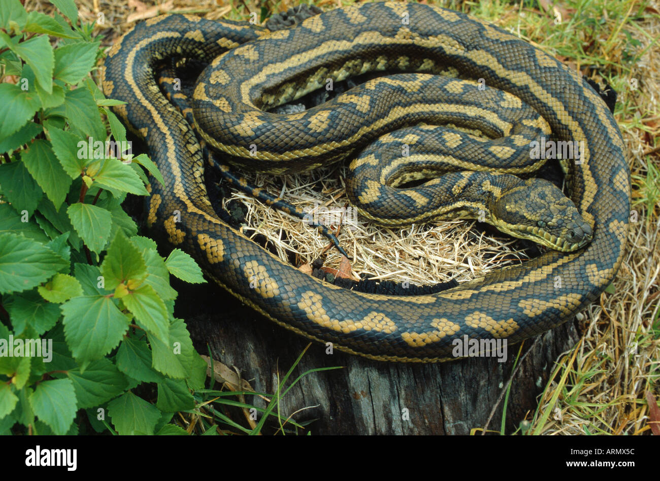 Diamond Python (Morelia spilota spilota, Morelia argus) Foto Stock
