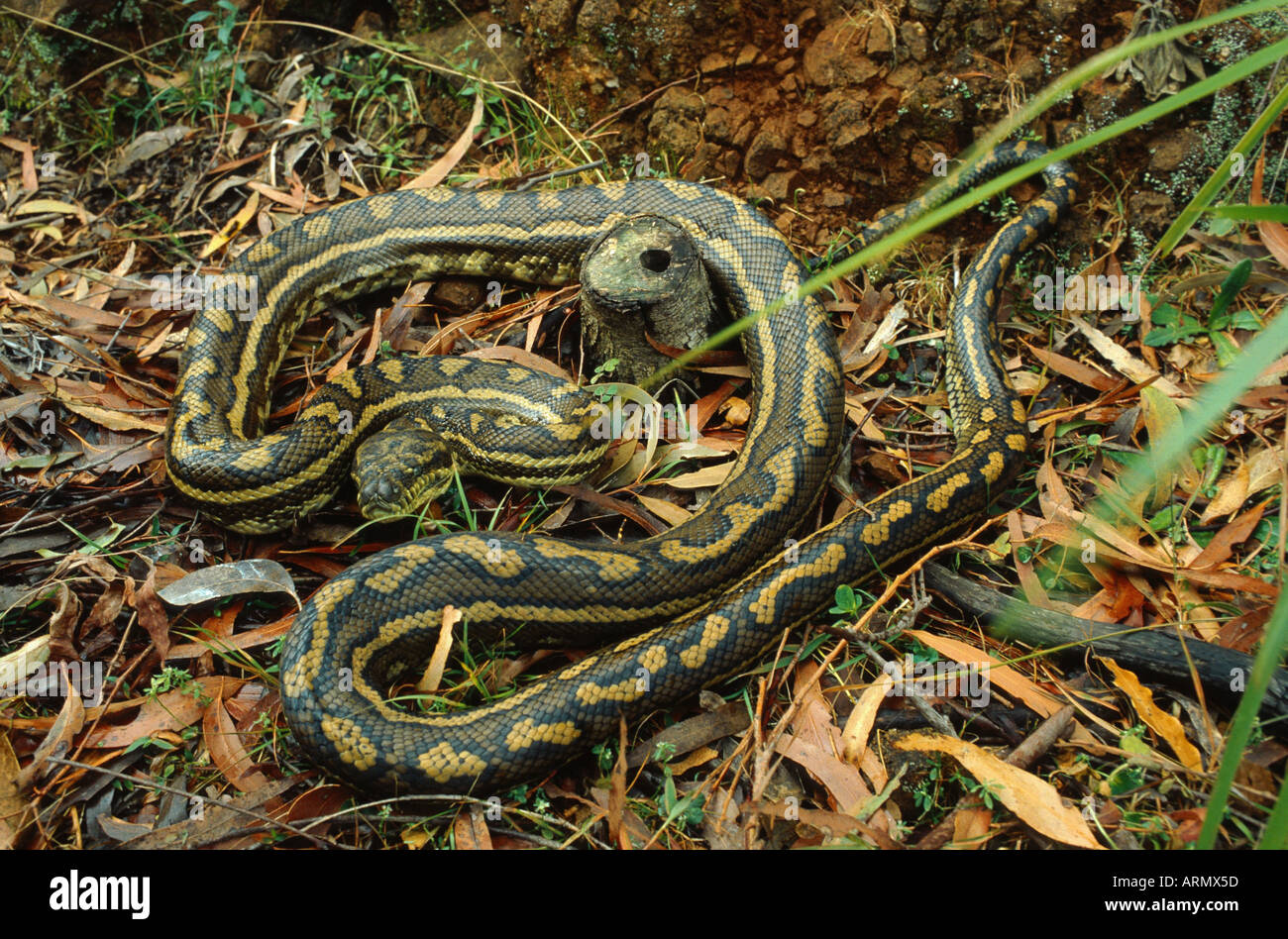 Diamond Python (Morelia spilota spilota, Morelia argus) Foto Stock