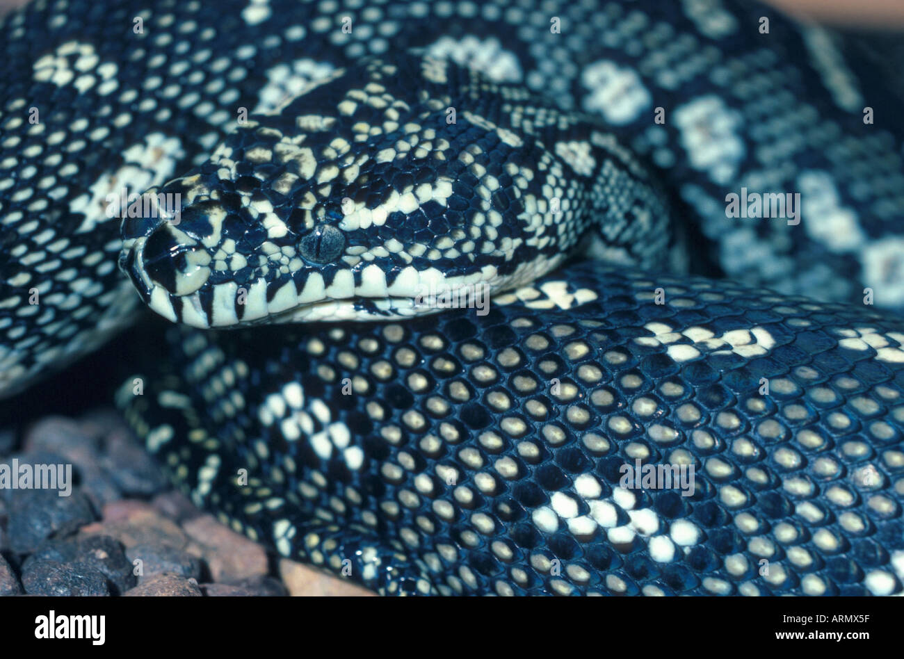 Diamond Python (Morelia spilota spilota, Morelia argus) Foto Stock