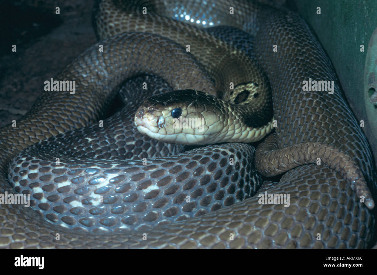 Monocled cobra (Naja kaouthia), ritratto Foto Stock
