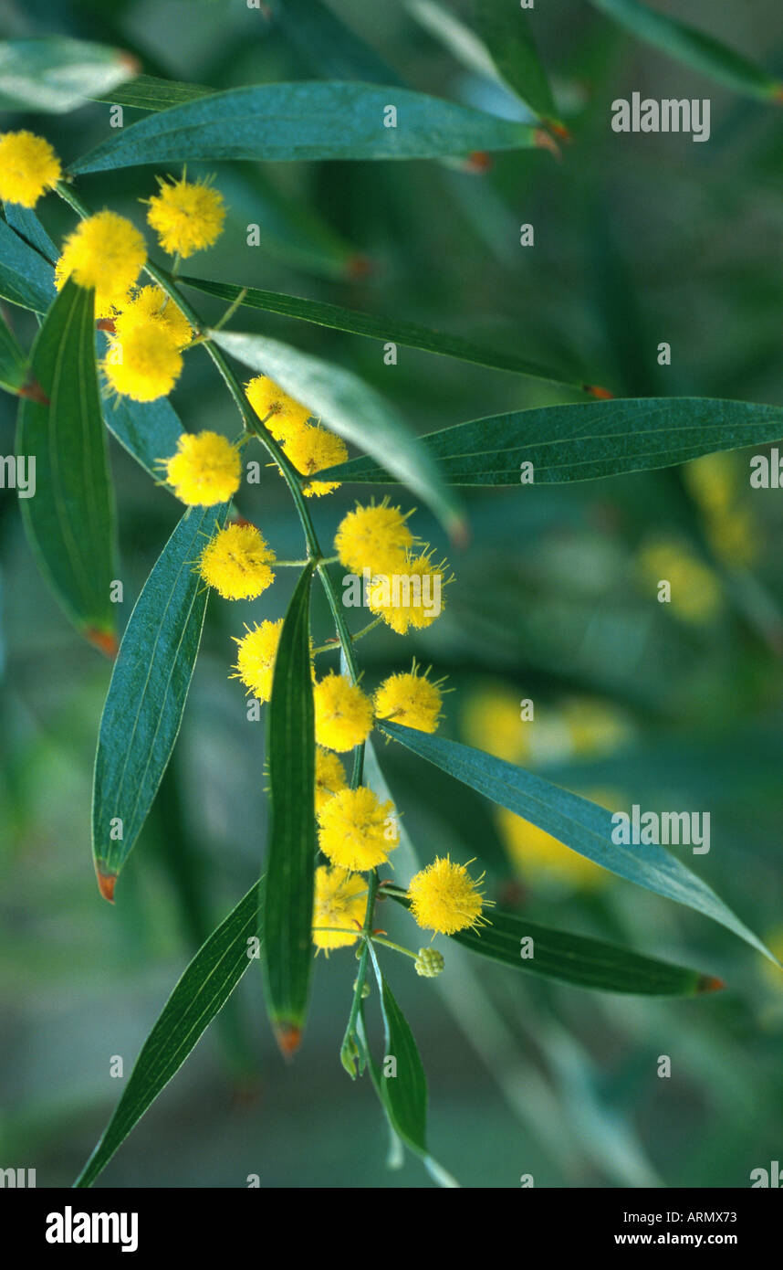 La vernice graticcio (Acacia verniciflua), la fioritura. Foto Stock