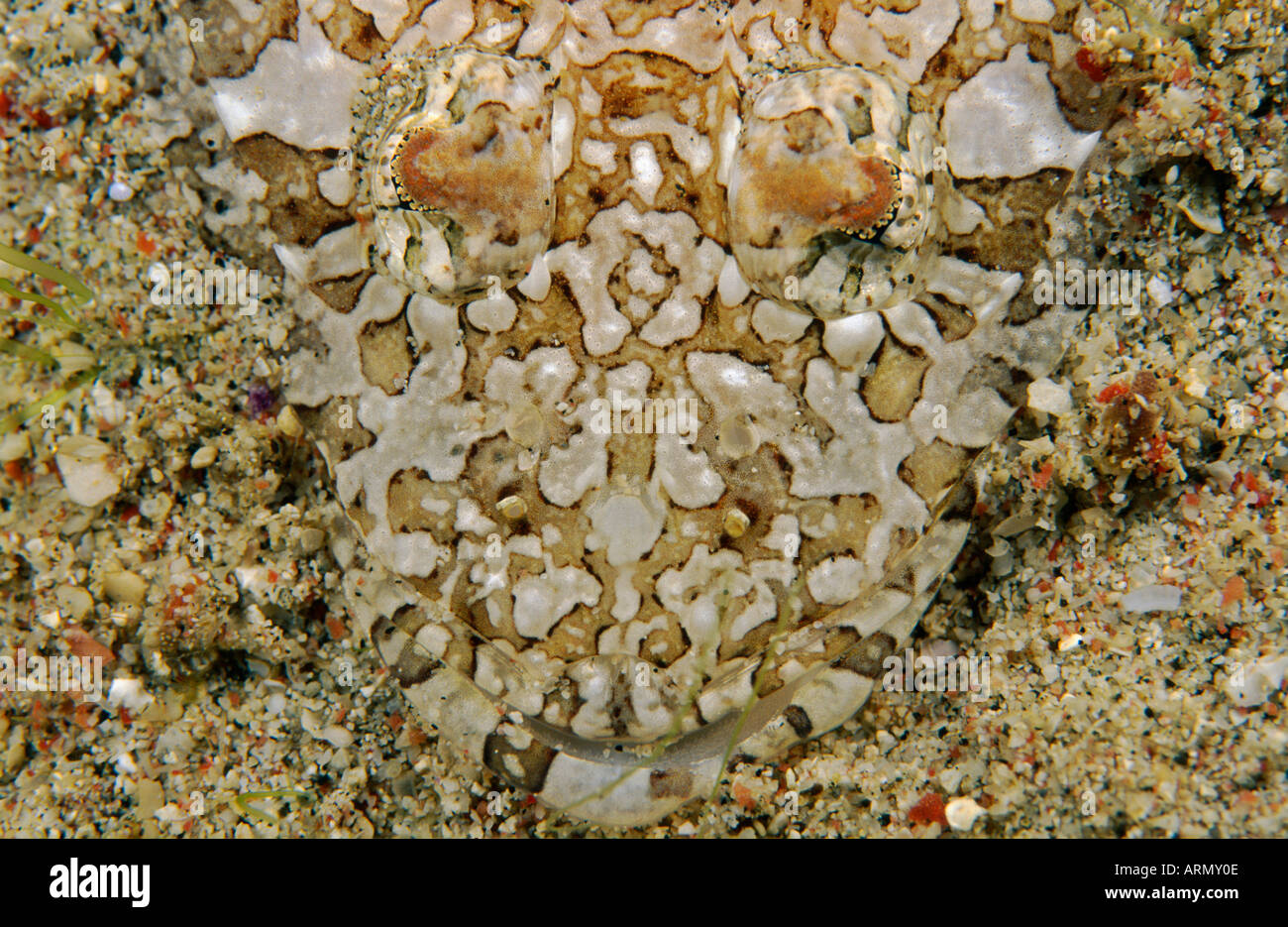 La sabbia di flathead, broadhead (flathead Sunagocia arenicola, Thysanophrys arenicola, Eurycephalus arenicola), ritratto, giacente sulla SAN Foto Stock