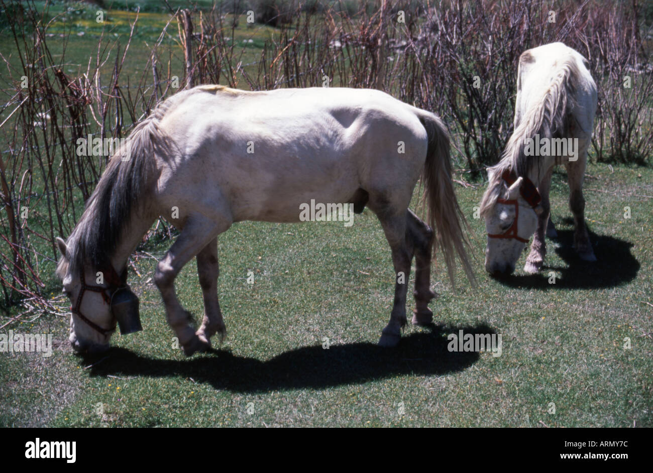 Cavalli Ladakh India del Nord Foto Stock