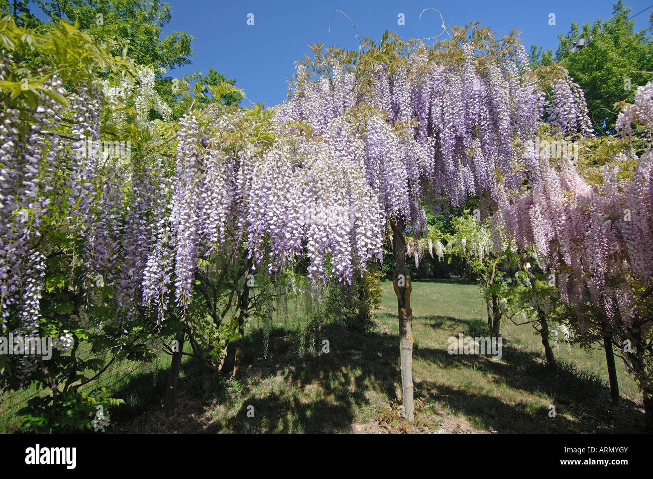 Cinese (Glicine Wisteria sinensis), fioritura Foto Stock