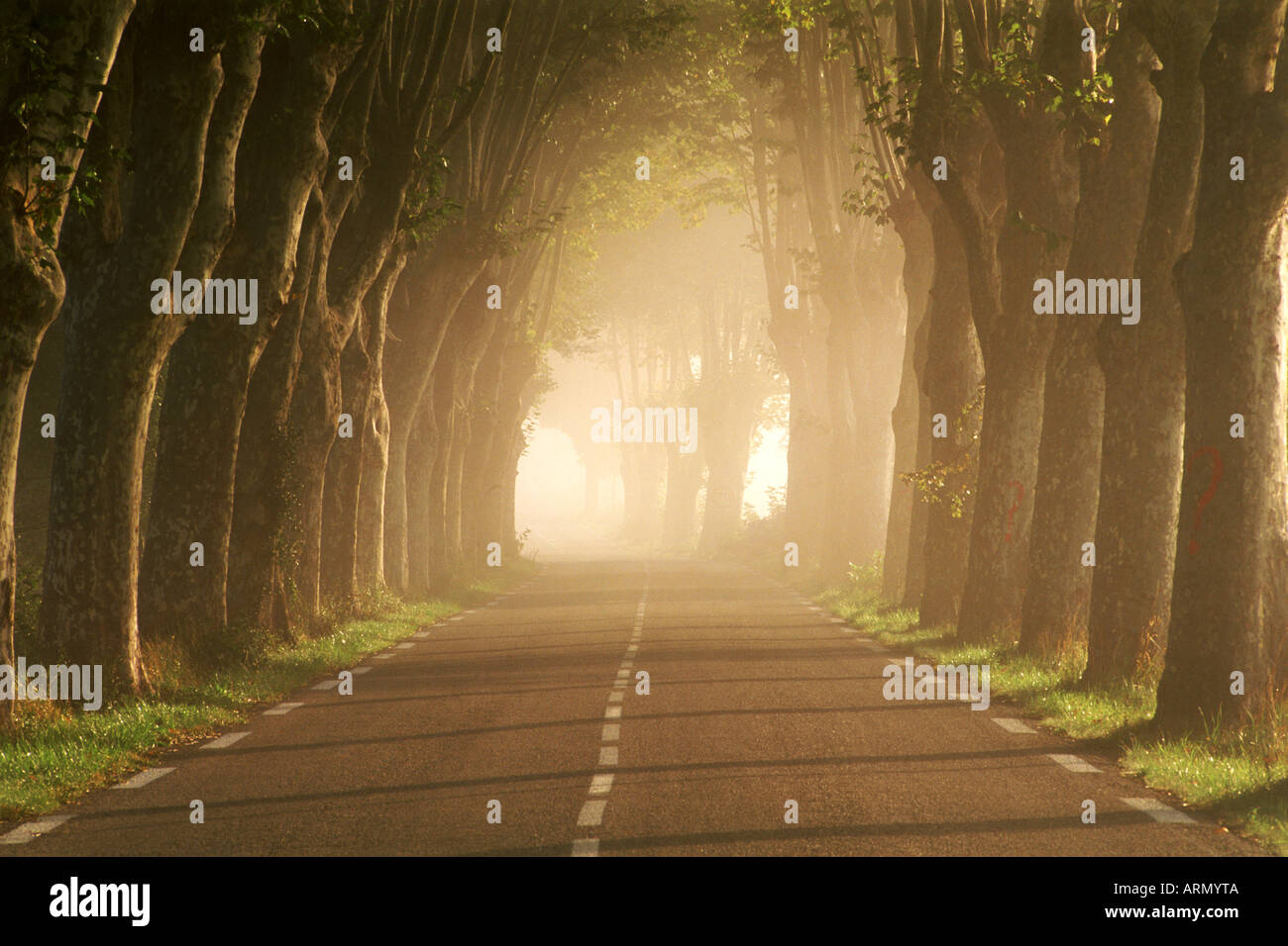 Misty viale alberato di strada di campagna in Provenza Francia Foto Stock