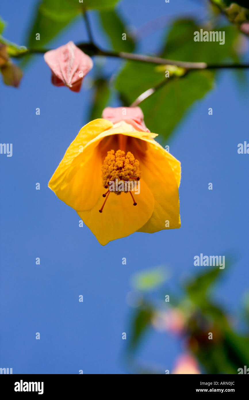 Fiore giallo. Blue sky. Le gemme. Foto Stock