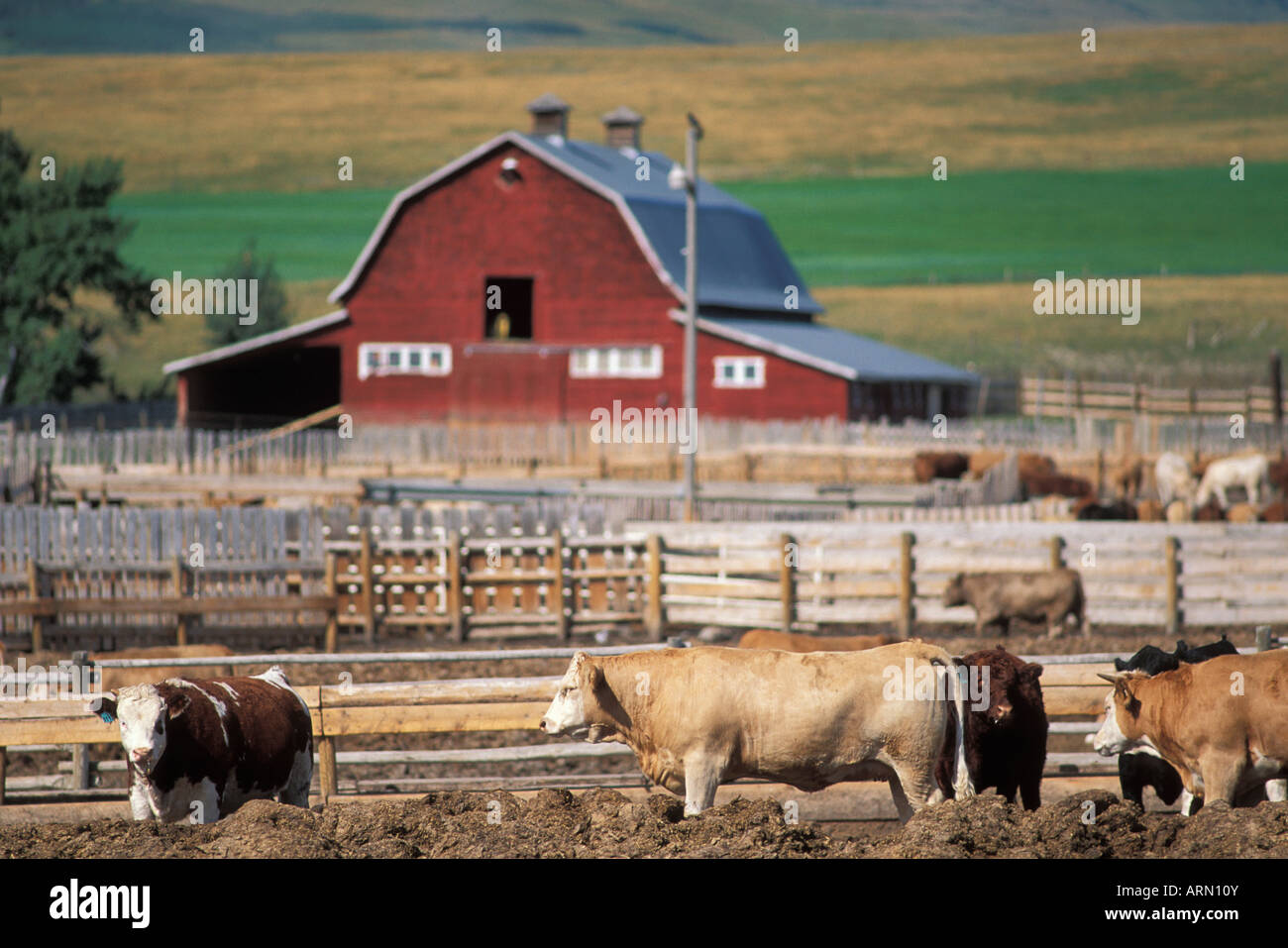 Ranch di bestiame nelle colline ai piedi delle montagne rocciose, Alberta, Canada. Foto Stock