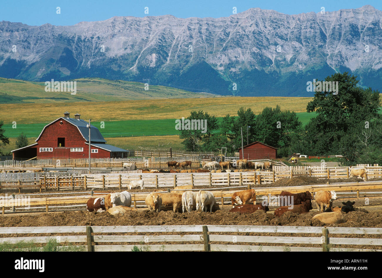 Ranch di bestiame nelle colline ai piedi delle montagne rocciose, Alberta, Canada. Foto Stock