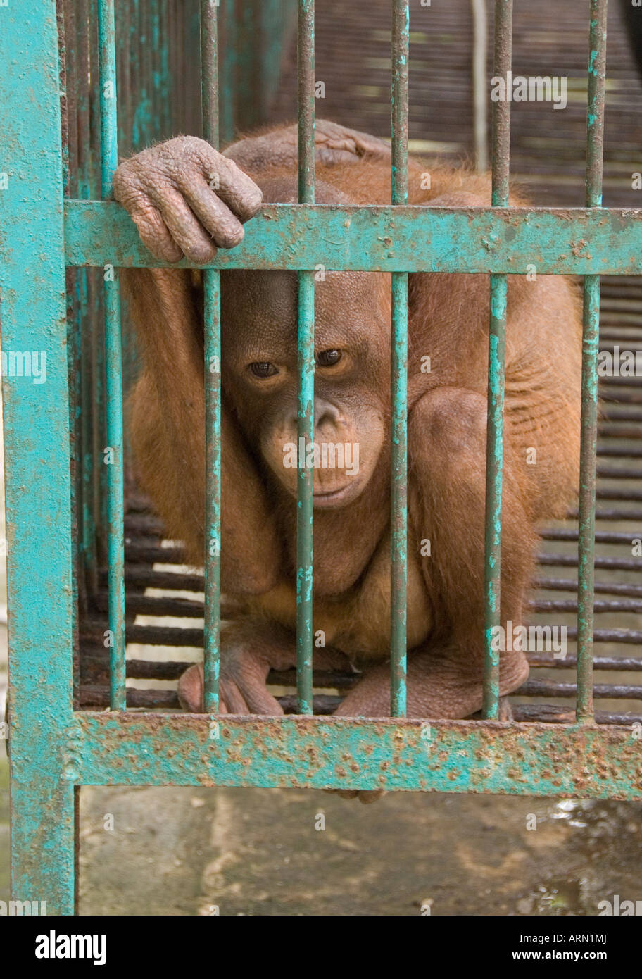 Giovani orangutan cercando triste in gabbia a centro di cura, Pangkalan Bun, Indonesia, Borneo Foto Stock