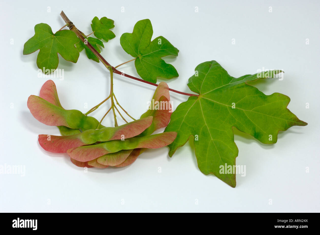 L'acero campestre, Hedge Maple (Acer campestre), ramoscello con foglie e semi, studio immagine Foto Stock