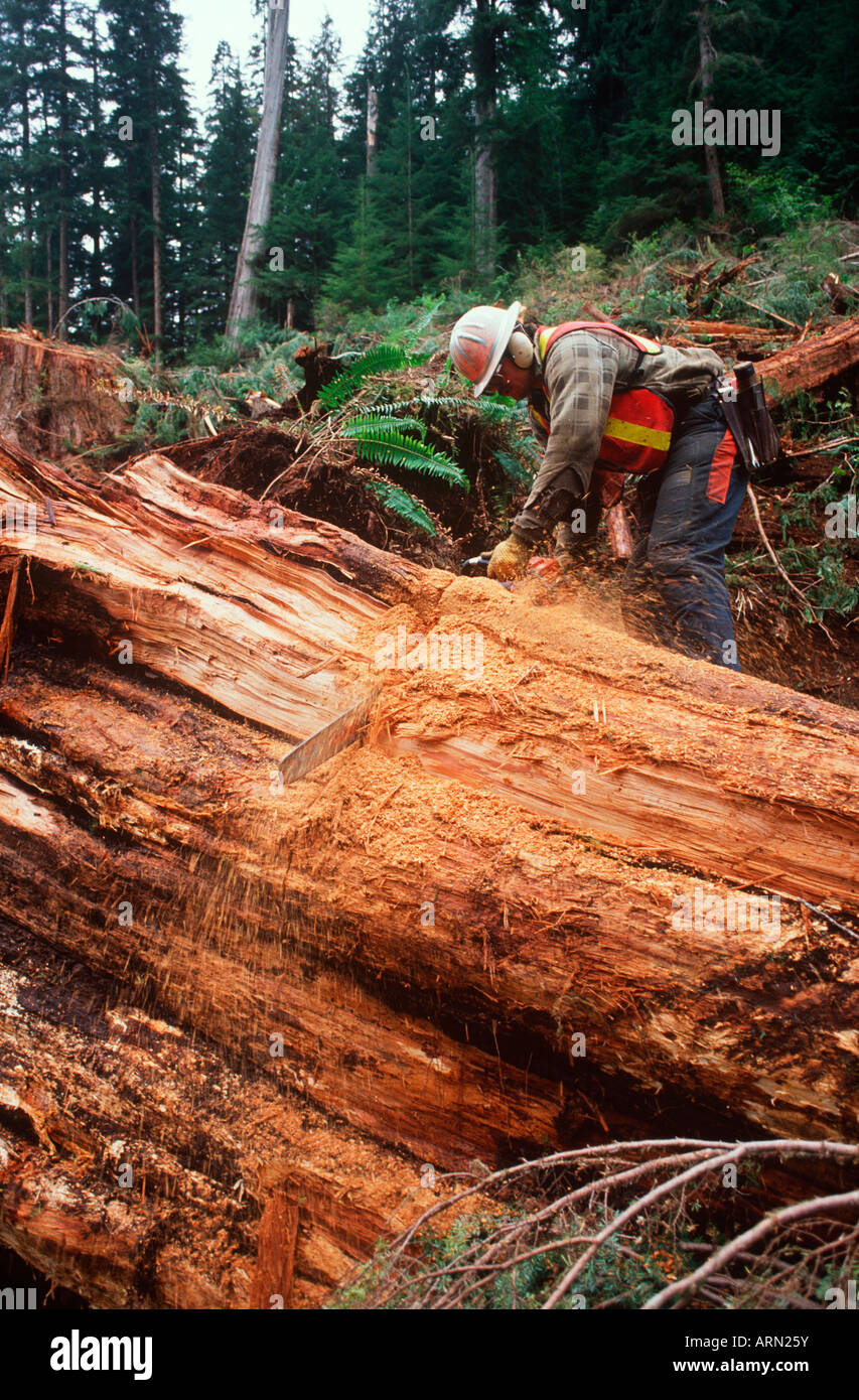 Industria di registrazione, albero faller tagli all albero di cedro, l'isola di Vancouver, British Columbia, Canada. Foto Stock