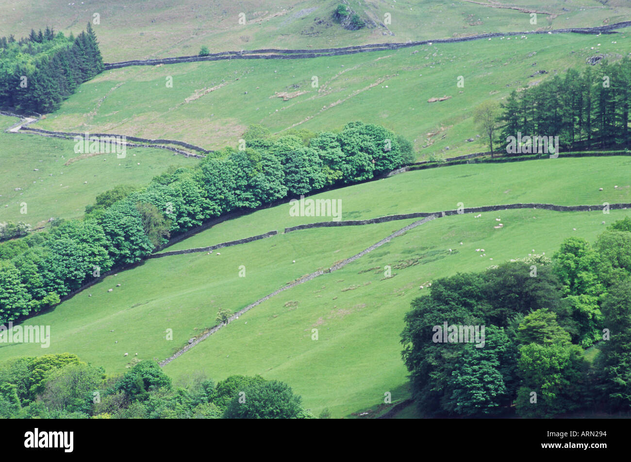 Campi boscose su una collina in Cumbria con alcune pecore e muri in pietra a secco visibile Foto Stock