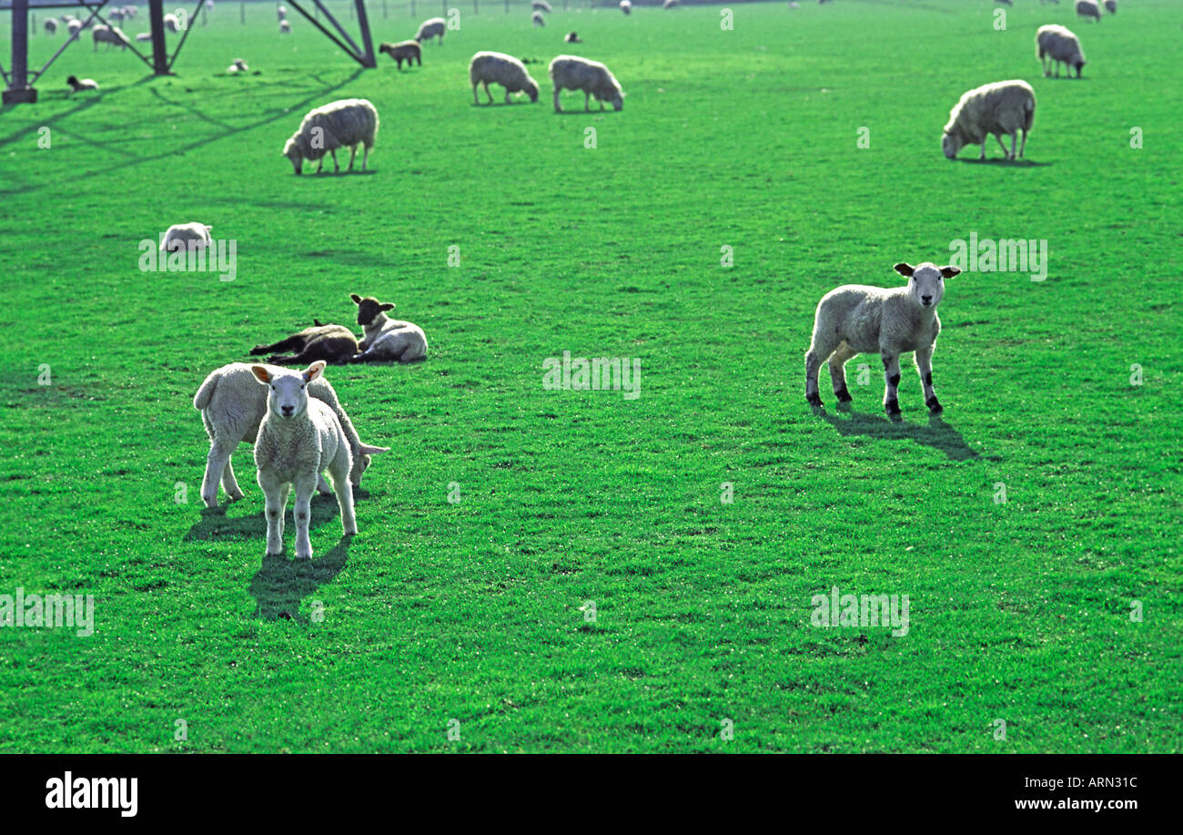 Backlit pecore e agnelli in campo con base del traliccio di elettricità Foto Stock