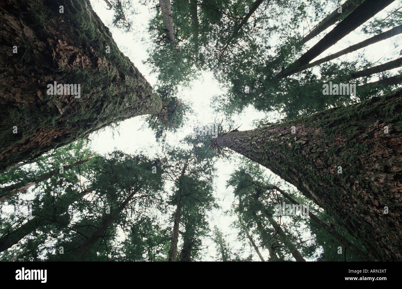 Le tre sorelle Sitka Spruce Grove nella valle Carmanah, isola di Vancouver, British Columbia, Canada. Foto Stock