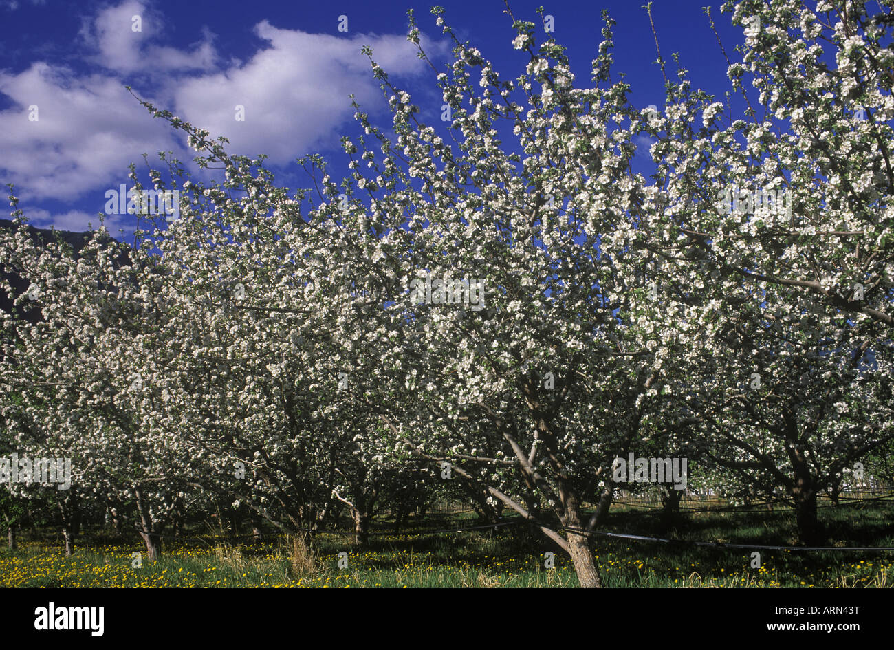 Apple blossoms nel sud Okanagan in primavera a Keremeos, British Columbia, Canada. Foto Stock