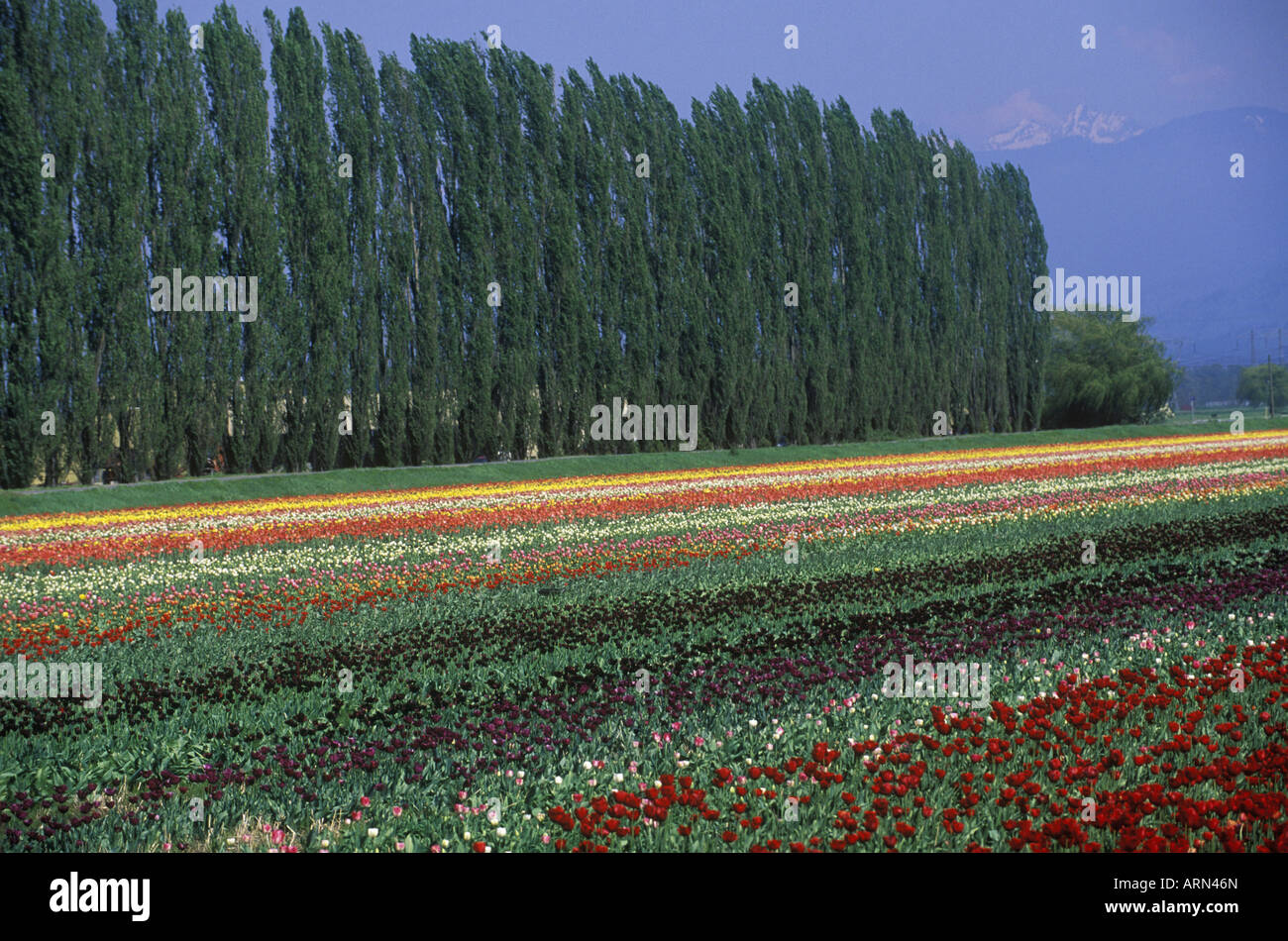 Campi di Tulipani in Fraser Valley vicino a Chiliwack, British Columbia, Canada. Foto Stock