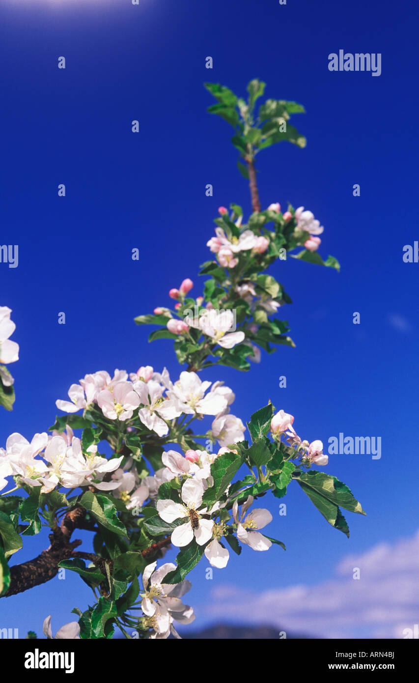 Apple blossoms nel sud Okanagan in primavera a Keremeos, British Columbia, Canada. Foto Stock