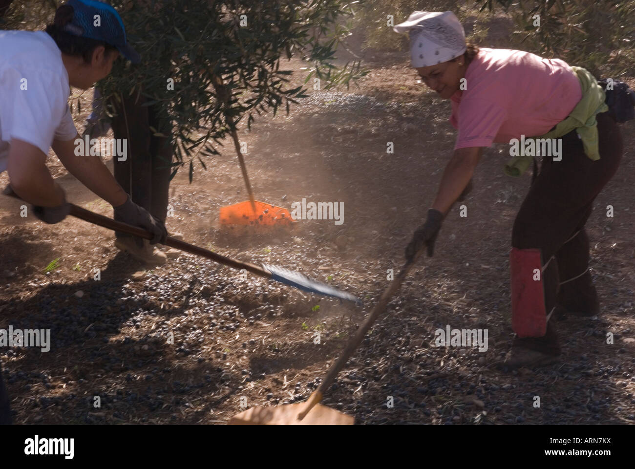 I lavoratori di sesso femminile di raccogliere le olive in Andalusia, Spagna Foto Stock