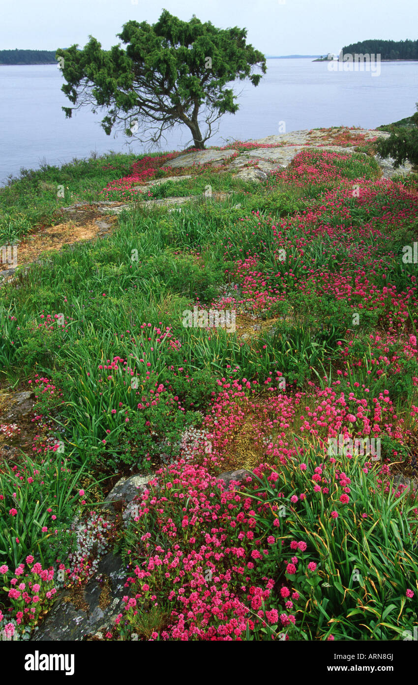 Isole del golfo, Dock isola, con molla bloom di gufo trifoglio, British Columbia, Canada. Foto Stock