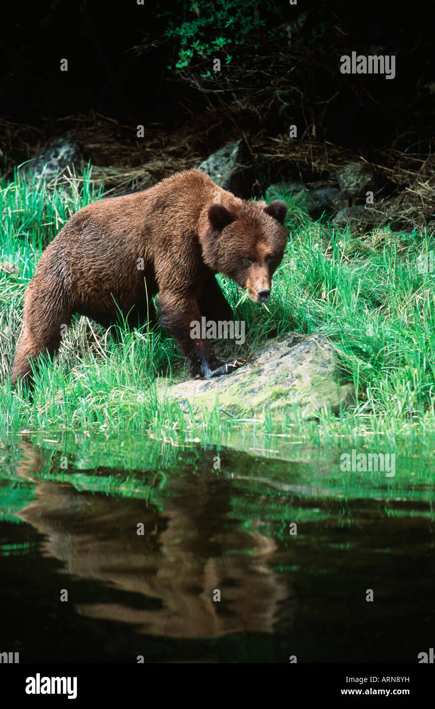 Costiera Orso grizzly (Ursus horribilus), Ingresso Khutzeymateen, British Columbia, Canada. Foto Stock