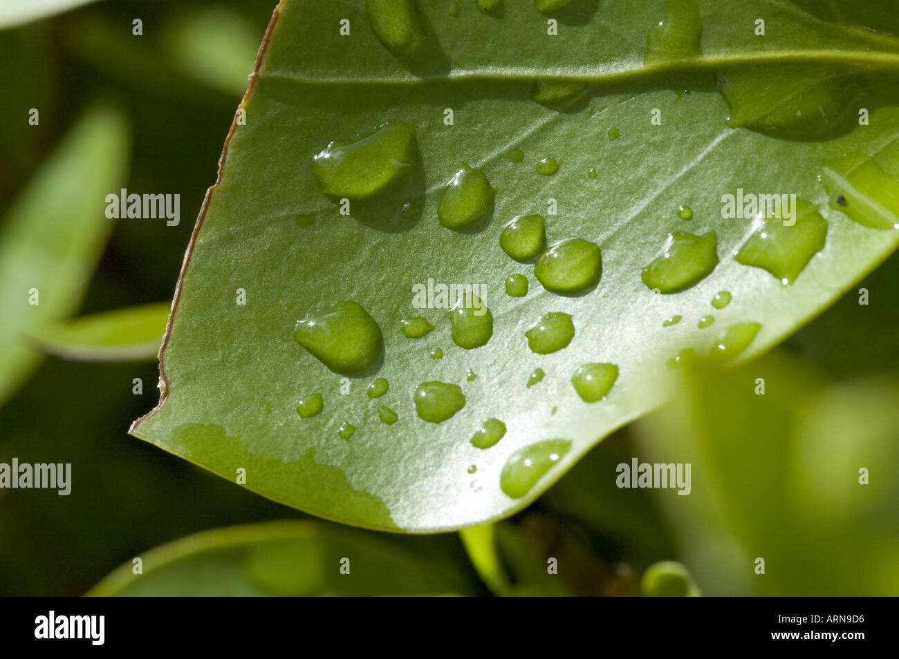 Gocce di pioggia su una foglia verde Foto Stock