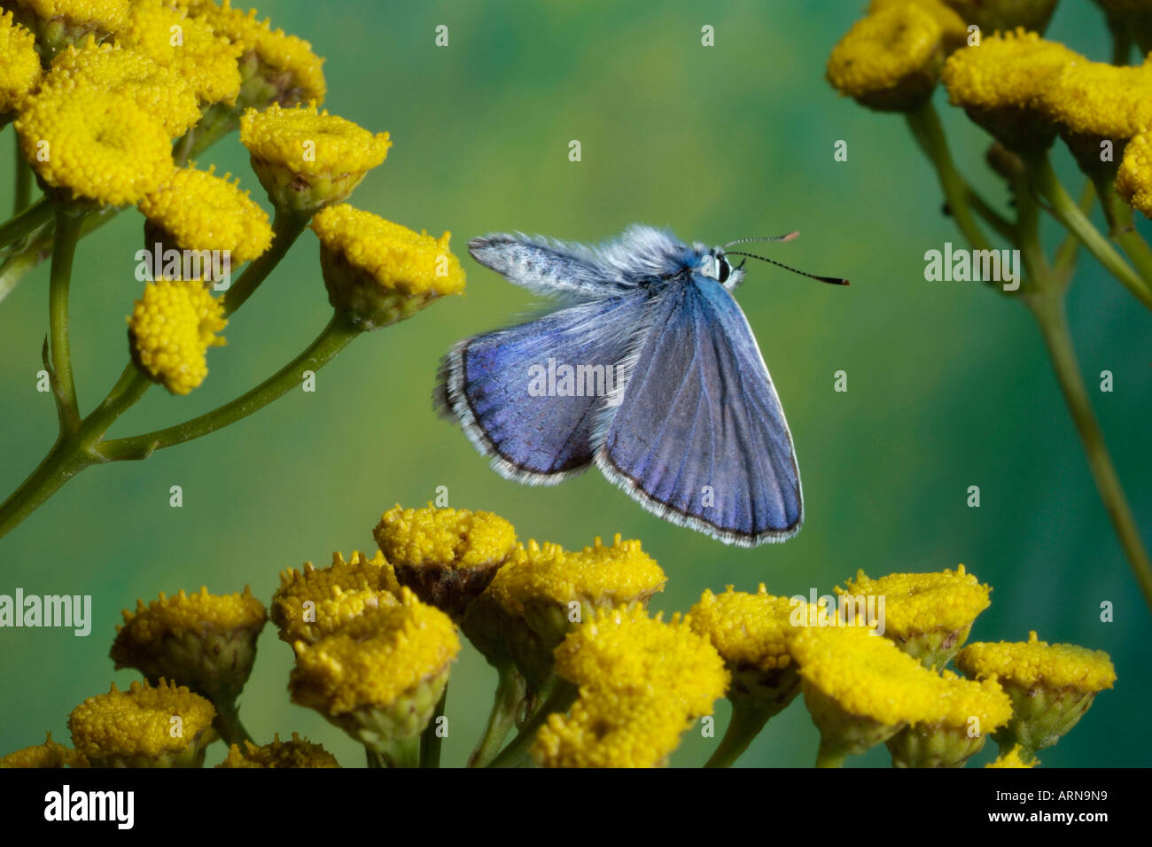 Comune, Blu maschio (Polyommatus icarus) Foto Stock