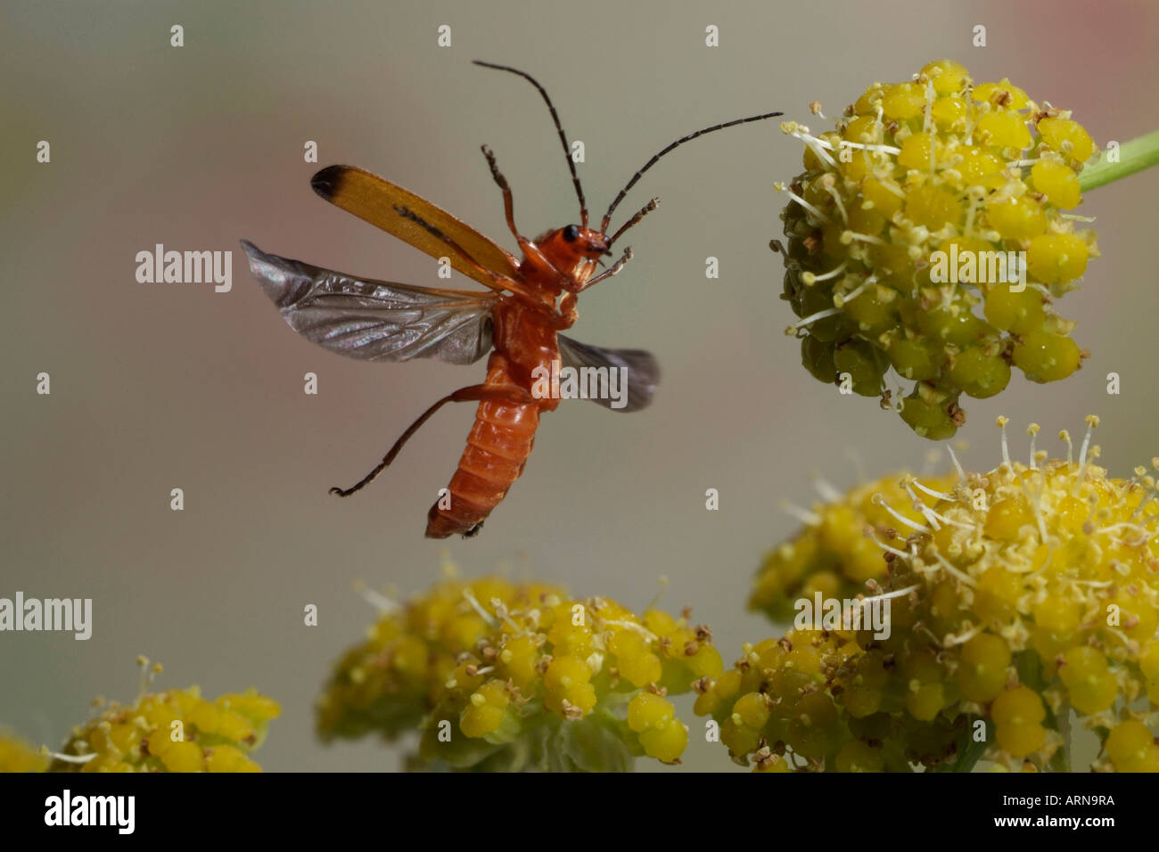 Comune soldato rosso beetle (Rhagonycha fulva) Foto Stock