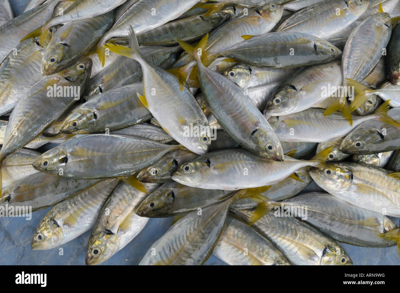 Pesce o mercato bagnato in Kota Kinabulu capitale di Sabah del Borneo Settentrionale della Malaysia Foto Stock