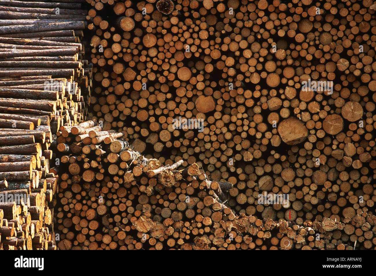 Legno pasta accatastati nel cantiere di elaborazione, British Columbia, Canada. Foto Stock