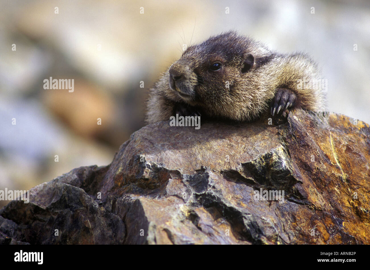 Annoso marmotta, Whistler, British Columbia, Canada. Foto Stock