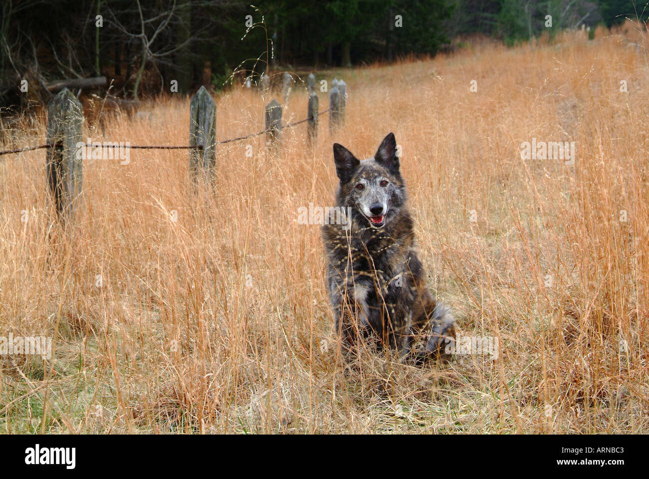 Un cane adulto orecchie up di avviso di razza Pastore Tedesco Wolf simili Foto Stock