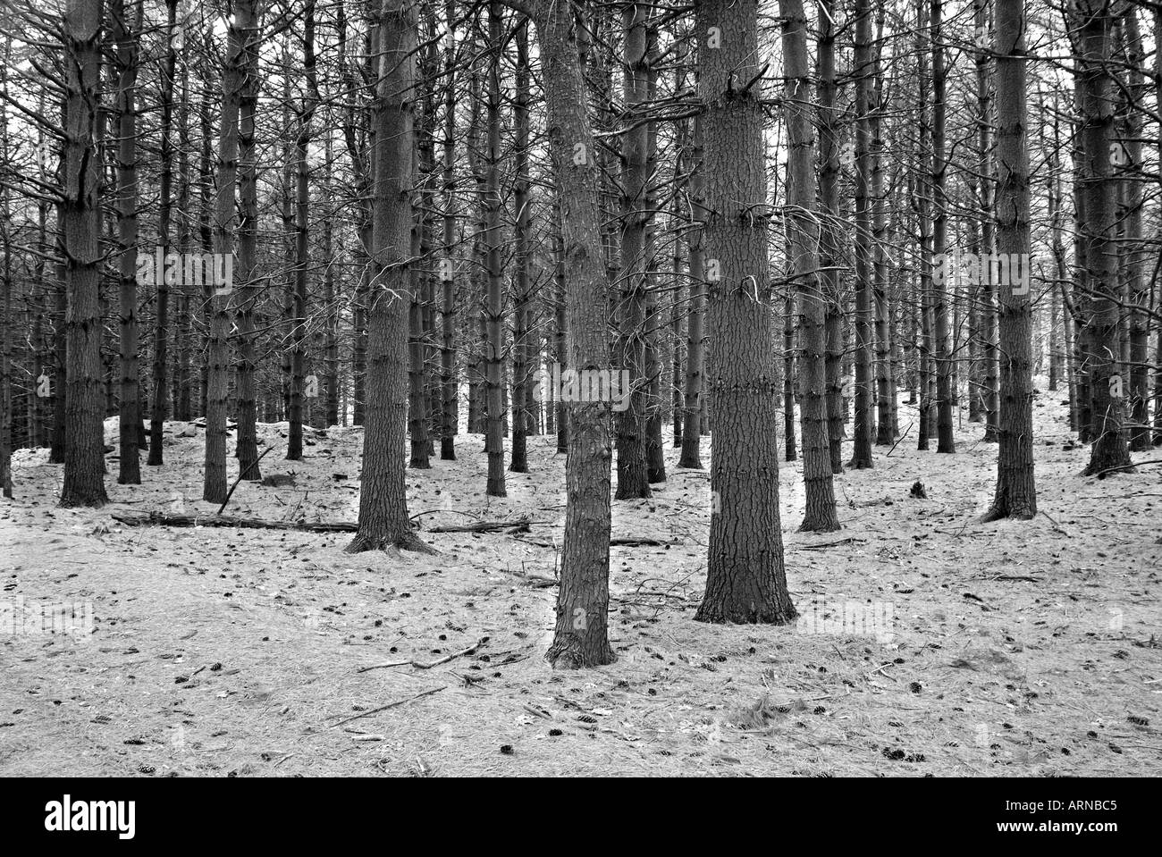 Il nero e il bianco paesaggio alberi in una foresta glen Foto Stock
