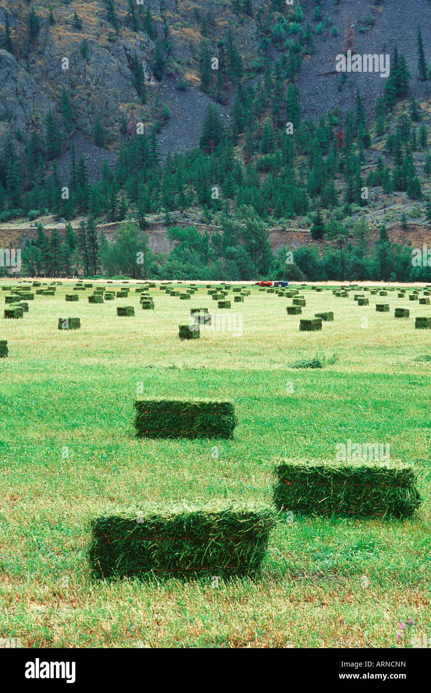 Similkameen Valley - di imballatura di fieno, Okanagan, British Columbia, Canada. Foto Stock