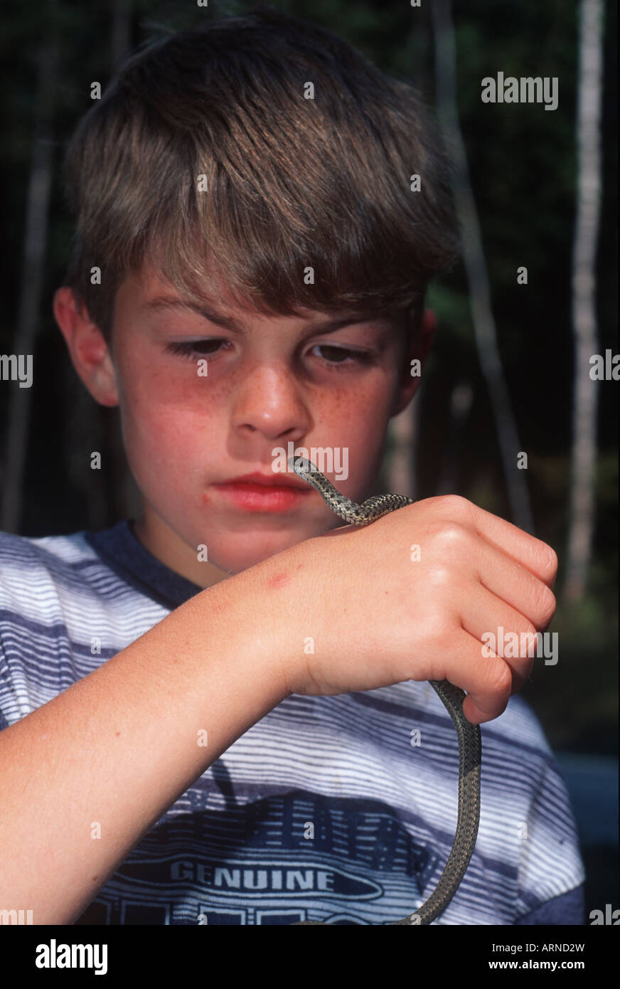 Ragazzo esaminando garter snake, British Columbia, Canada. Foto Stock