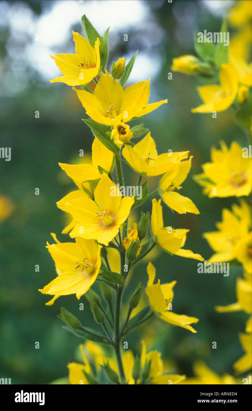 fiore giallo Foto Stock