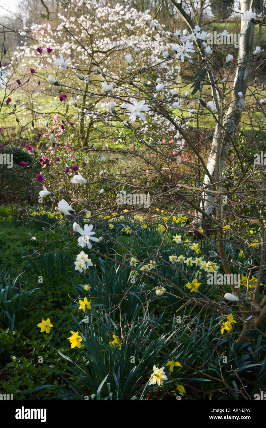 Algars Manor, Gloucestershire, UK. (John Naish). Guardando verso il basso attraverso la boscosa valey attraverso la Magnolia stellata 'Royal Star' Foto Stock