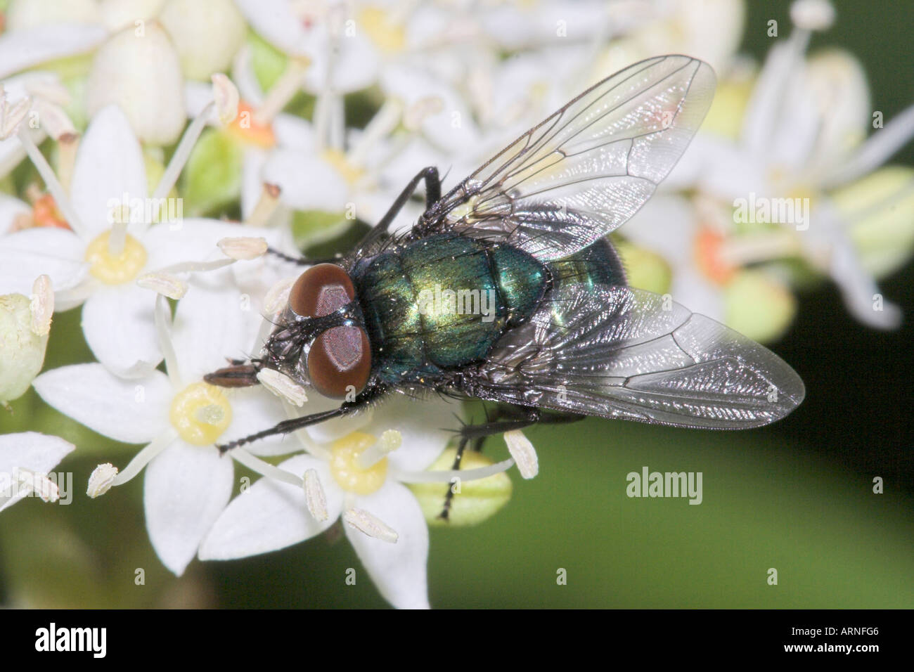 Verde bottiglia fly (Lucilia sericata) sul fiore bianco, makro Foto Stock