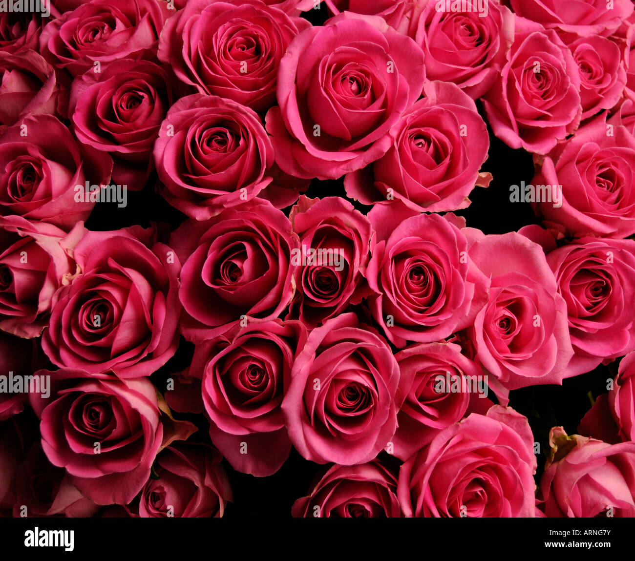 Bouquet di rose rosse Foto Stock