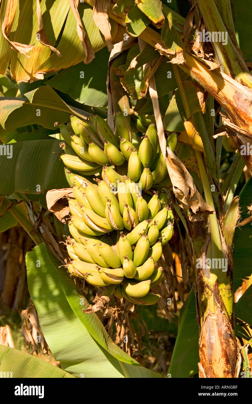 Banana (Musa spec.), vegetali, Sud Africa, Levubu, Lug 05. Foto Stock