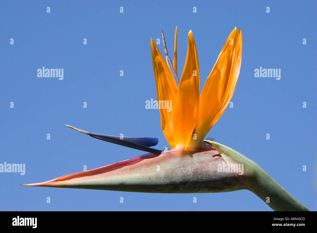 Fiore di gru, uccello del paradiso fiore, Geel piesang (Strelitzia reginae), fiore Foto Stock
