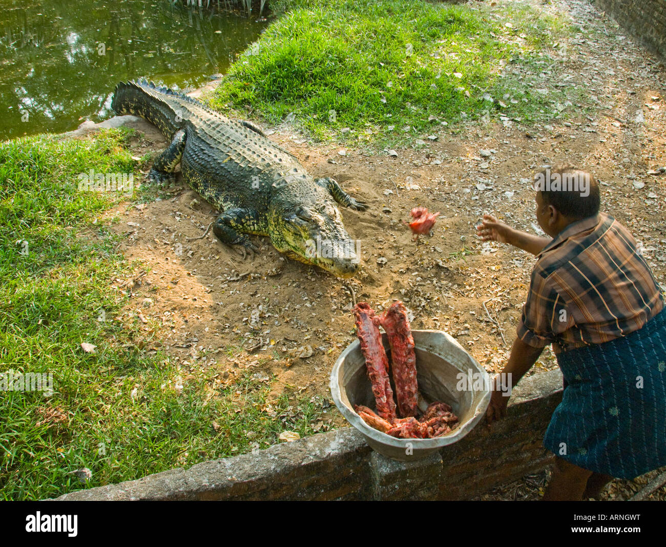 Un Coccodrillo è alimentato al Crocodile Bank in Tamil Nadu India Foto Stock