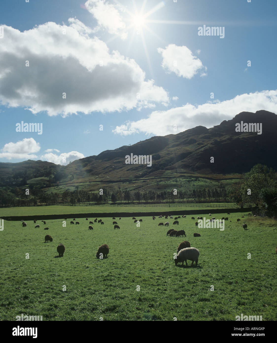 Contre jour sole di mattina di fronte nero e nero Welsh pecore al pascolo su Lake District pascolo Cumbria Foto Stock