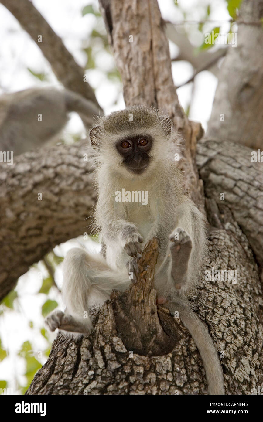 Grivet monkey, savana scimmia, green monkey (Cercopithecus aethiops), giovani su albero, Sud Africa, Kruger NP, ago 05. Foto Stock