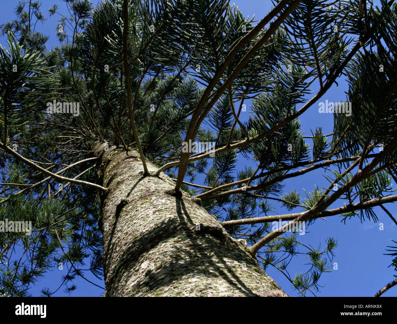 Cuocere di pino (araucaria columnaris) Foto Stock