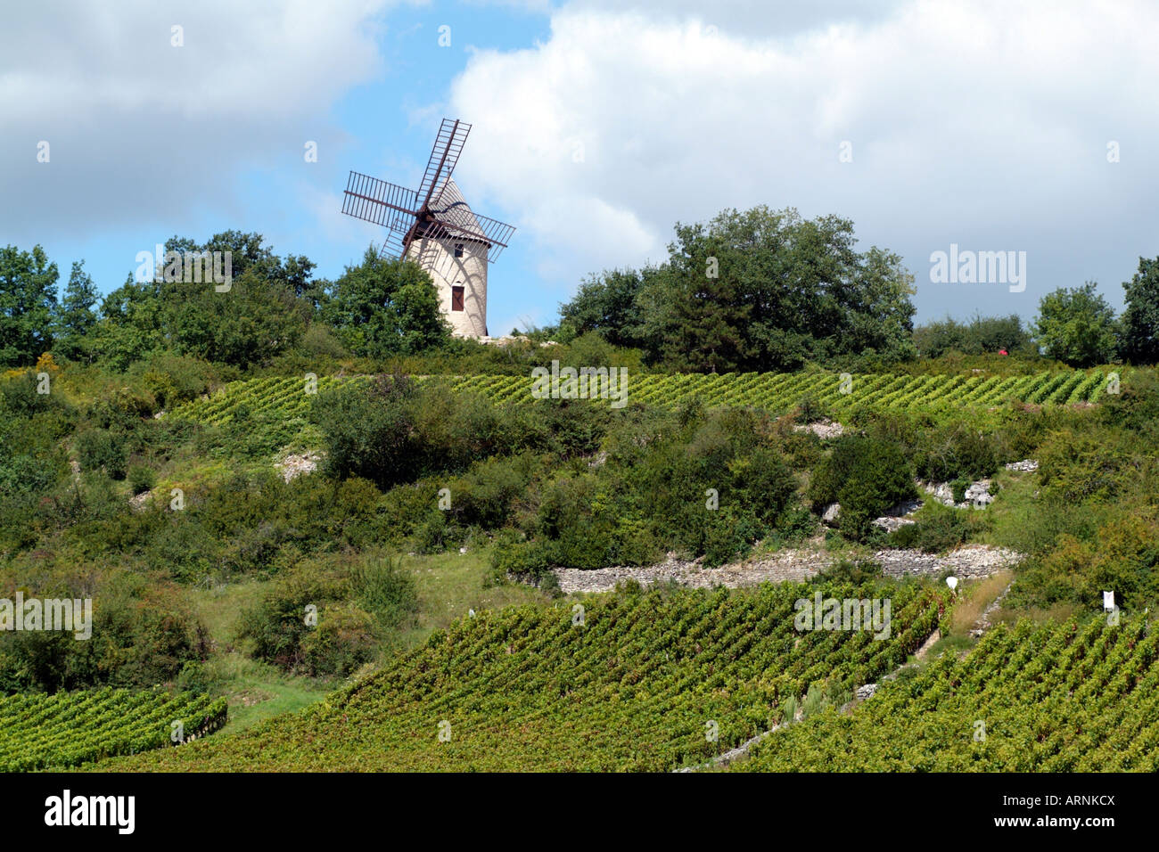 A Santenay francese Vigneti VIGNA e mulino a vento Cote D o Borgogna Francia Foto Stock