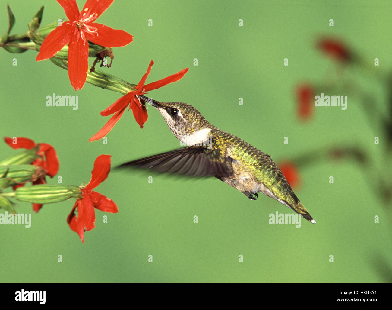 Femmina di Ruby throated Hummingbird getting nettare dal Royal Catchfly Blossoms Foto Stock
