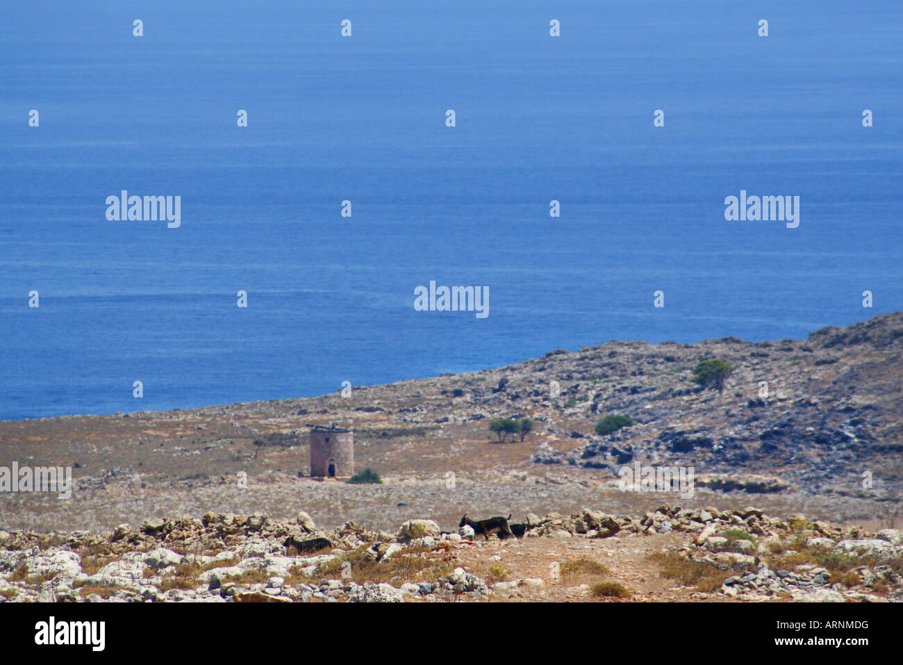 Capre selvatiche vagano lungo il paesaggio aspro di Rodi Grecia Foto Stock