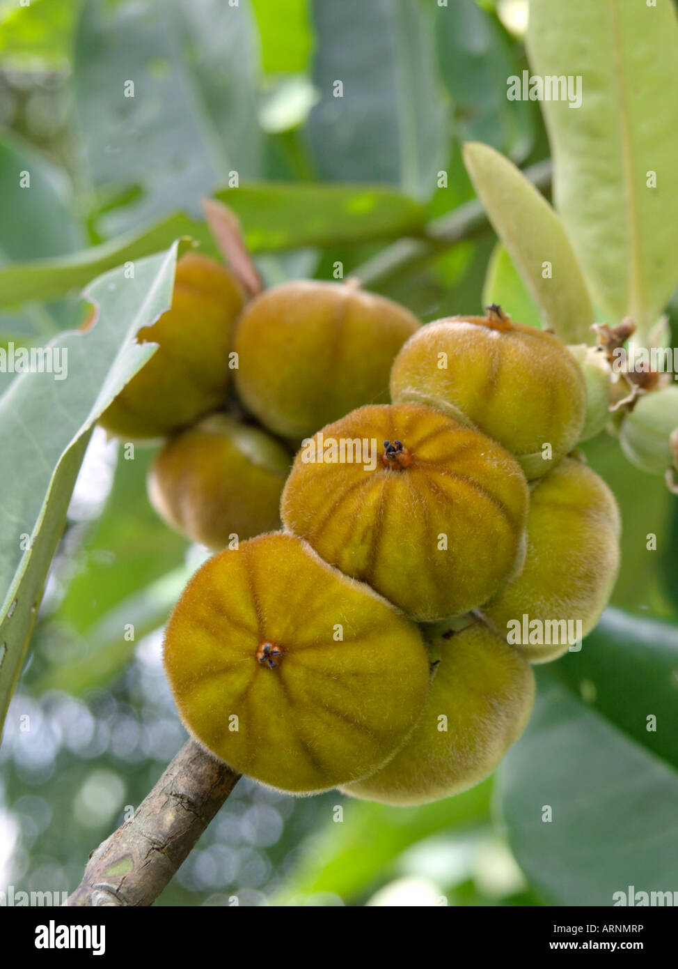 Il burro frutta (diospyros blancoi) Foto Stock