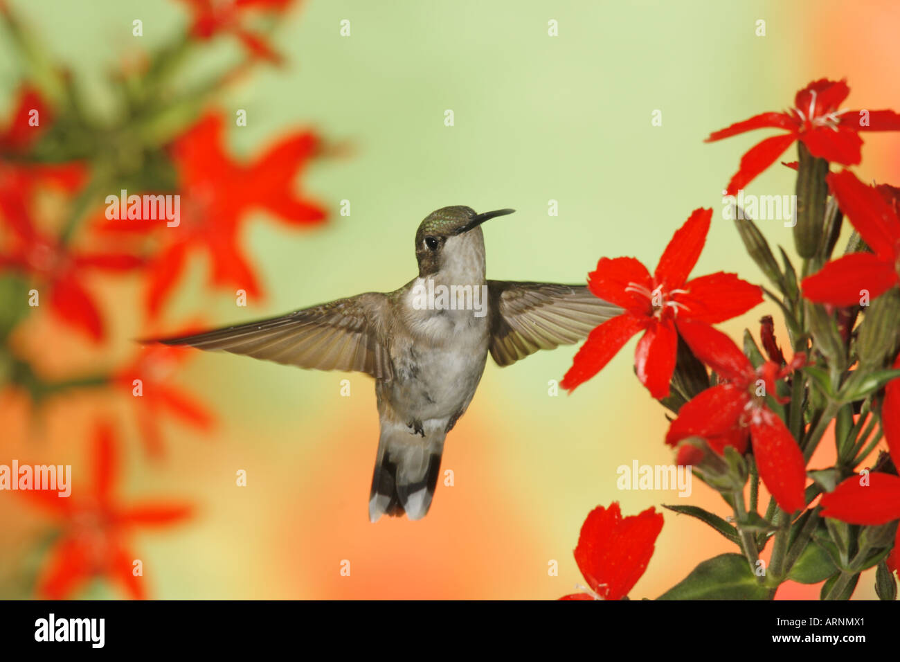Femmina di Ruby throated Hummingbird battenti vicino al Red Royal Catchfly Fiori Foto Stock